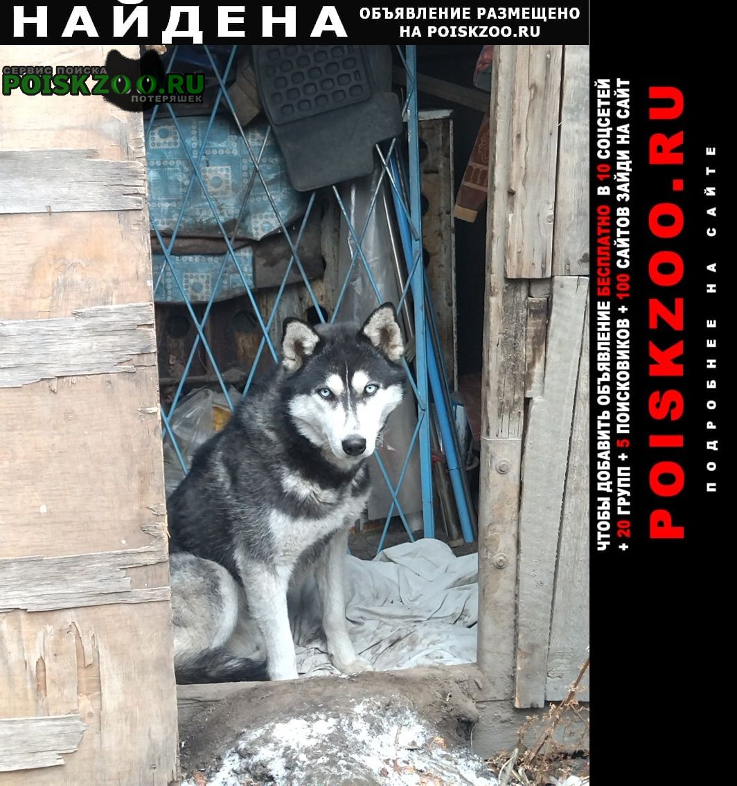 Бишкек Найдена собака кобель