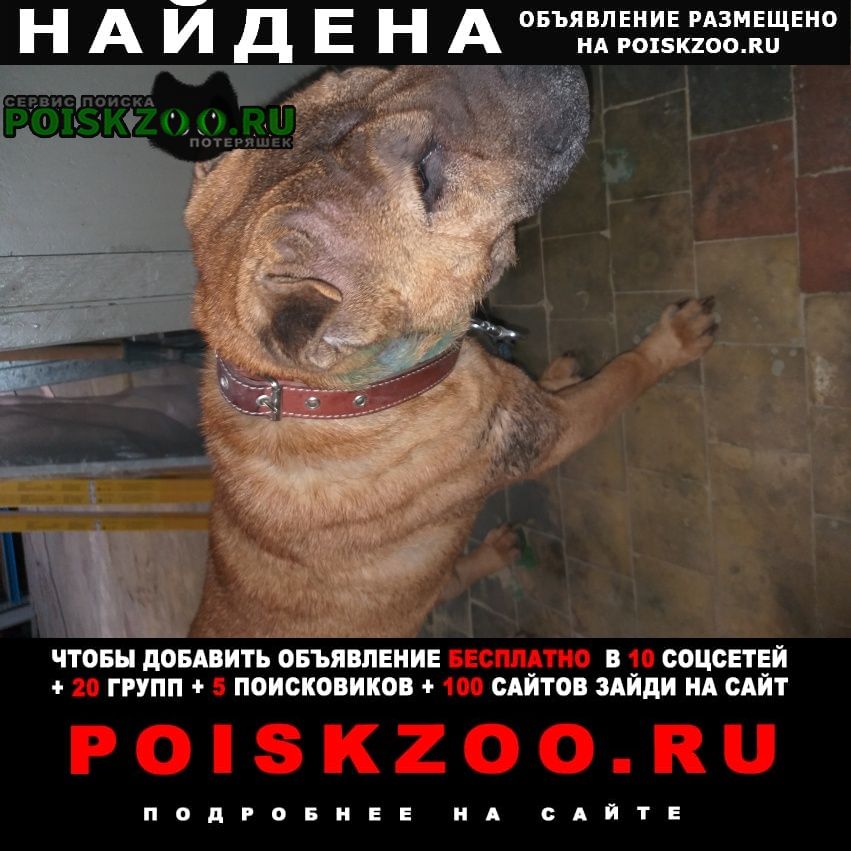 Найдена собака кобель шарпей Комсомольск-на-Амуре