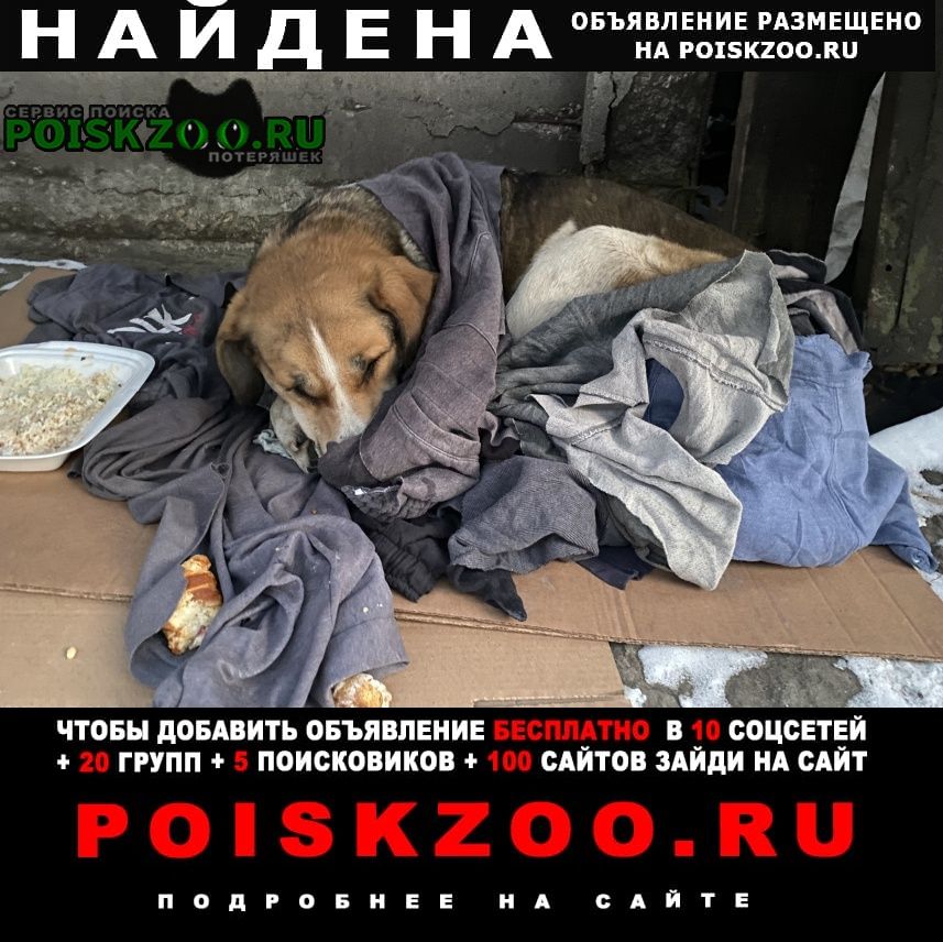 Найдена собака южный порт Москва