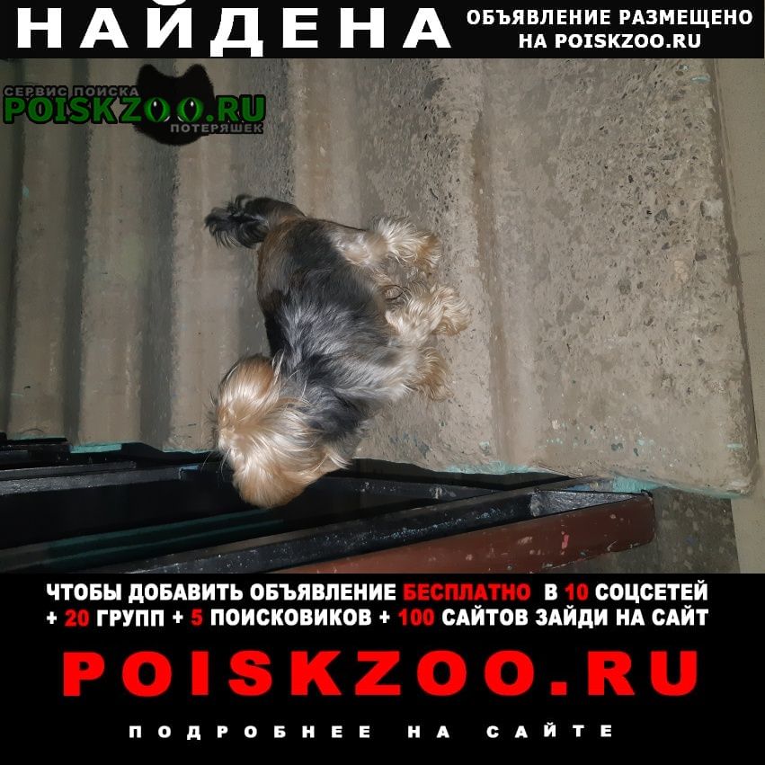 Найдена собака Волгодонск