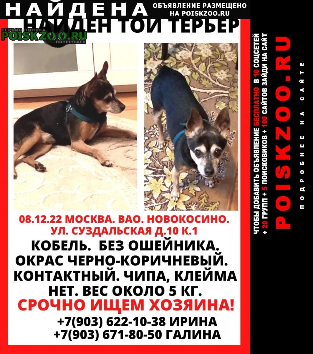 Найдена собака кобель той терьер Москва