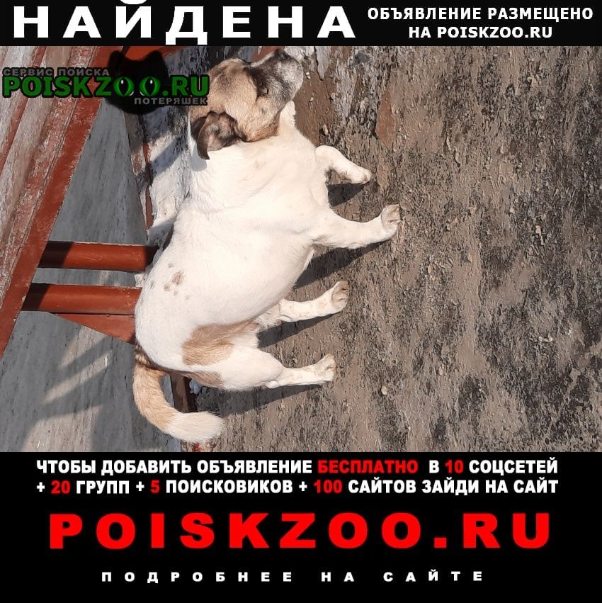 Найдена собака кобель 10 декабря в районе студгородка Иркутск