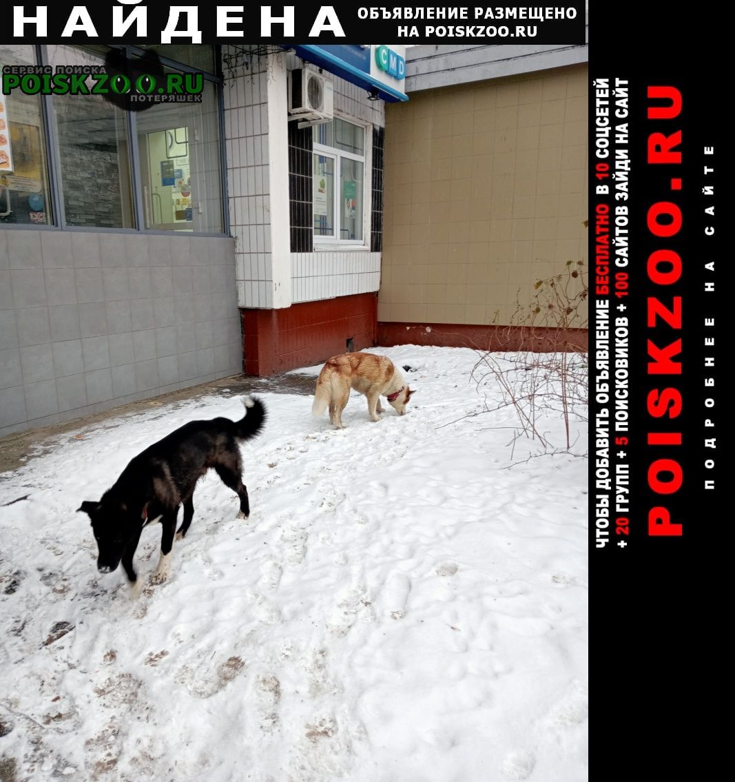 Найдена собака хаски и ещё пёс Москва