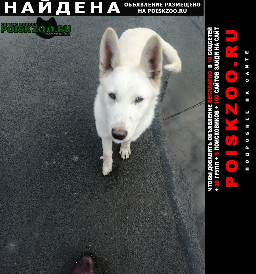 Найдена собака Таганрог