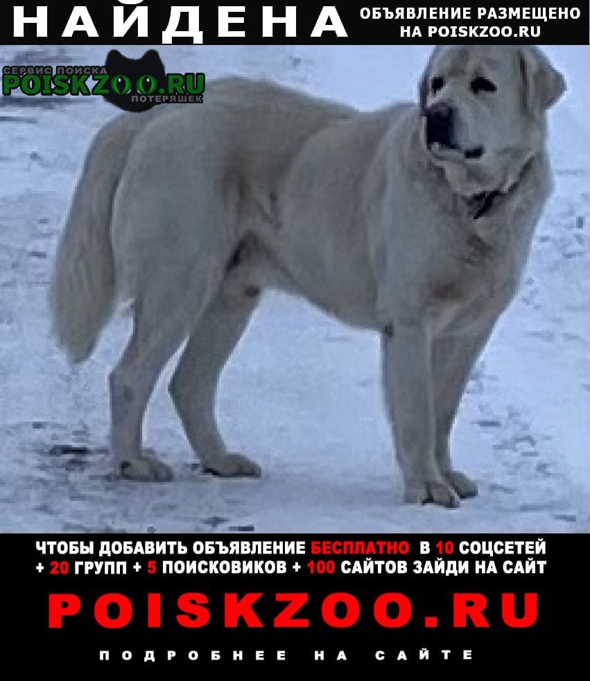 Санкт-Петербург Найдена собака с ошейником, раны на лапах