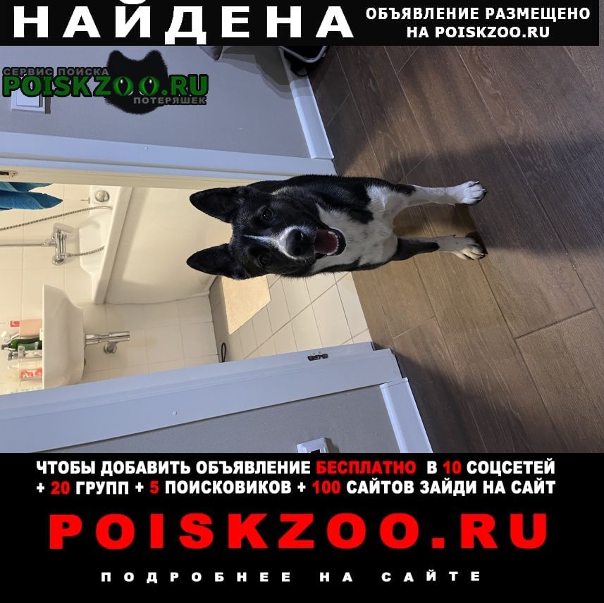 Найдена собака метро окружная нововладыкинский проезд Москва