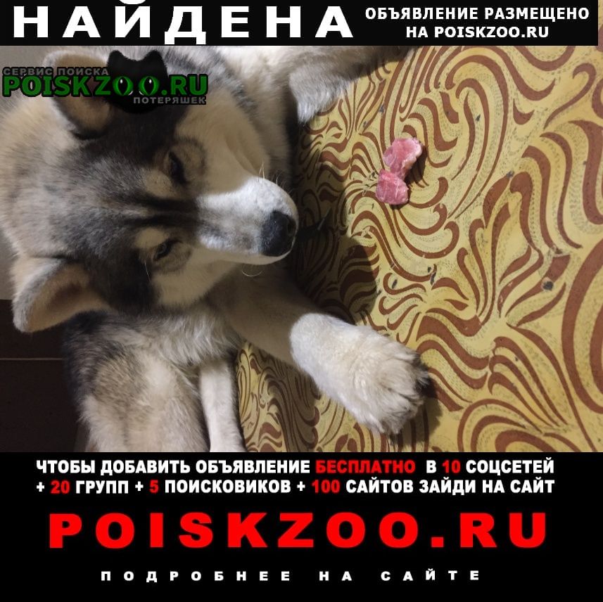 Найдена собака кобель Дзержинск