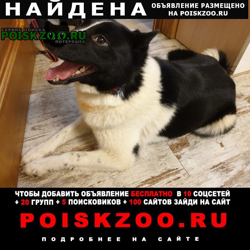 Найдена собака Дмитров