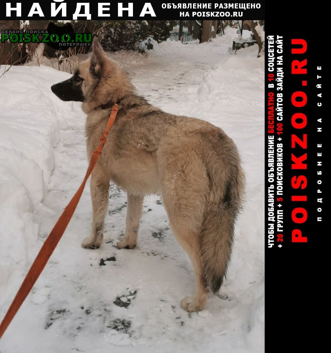 Найдена собака кобель /долгопрудный/ Москва