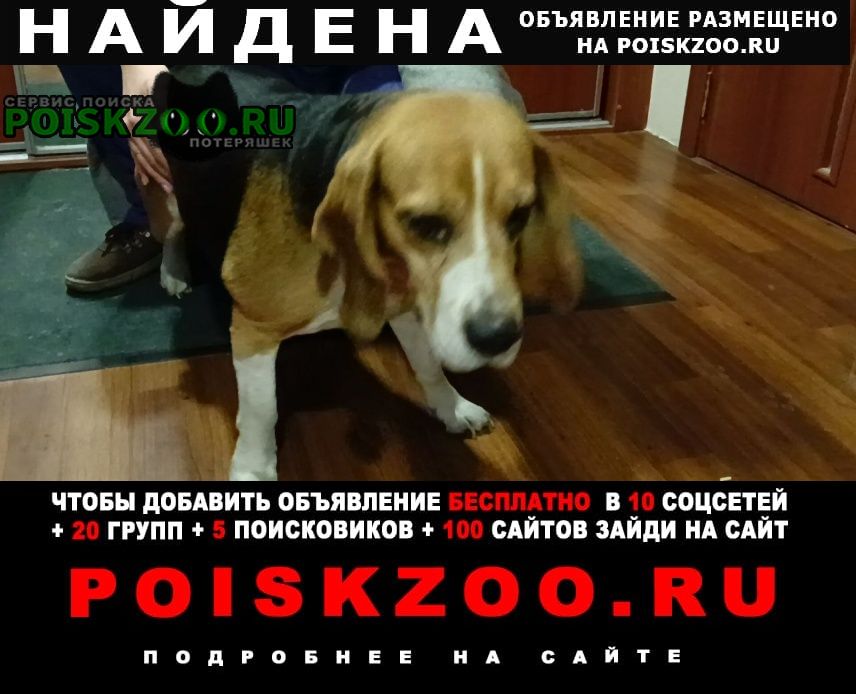 Найдена собака Челябинск
