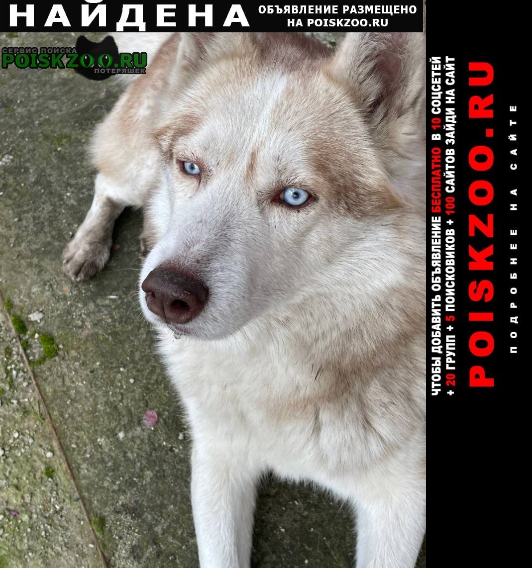 Найдена собака кобель хаски соболиного окраса Ростов-на-Дону
