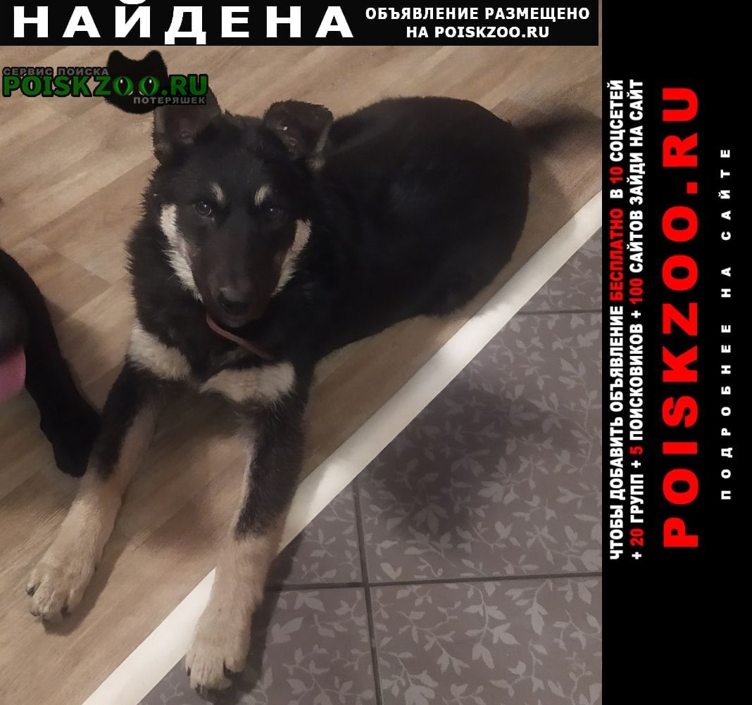 Красноярск Найдена собака кобель щенок в ошейнике