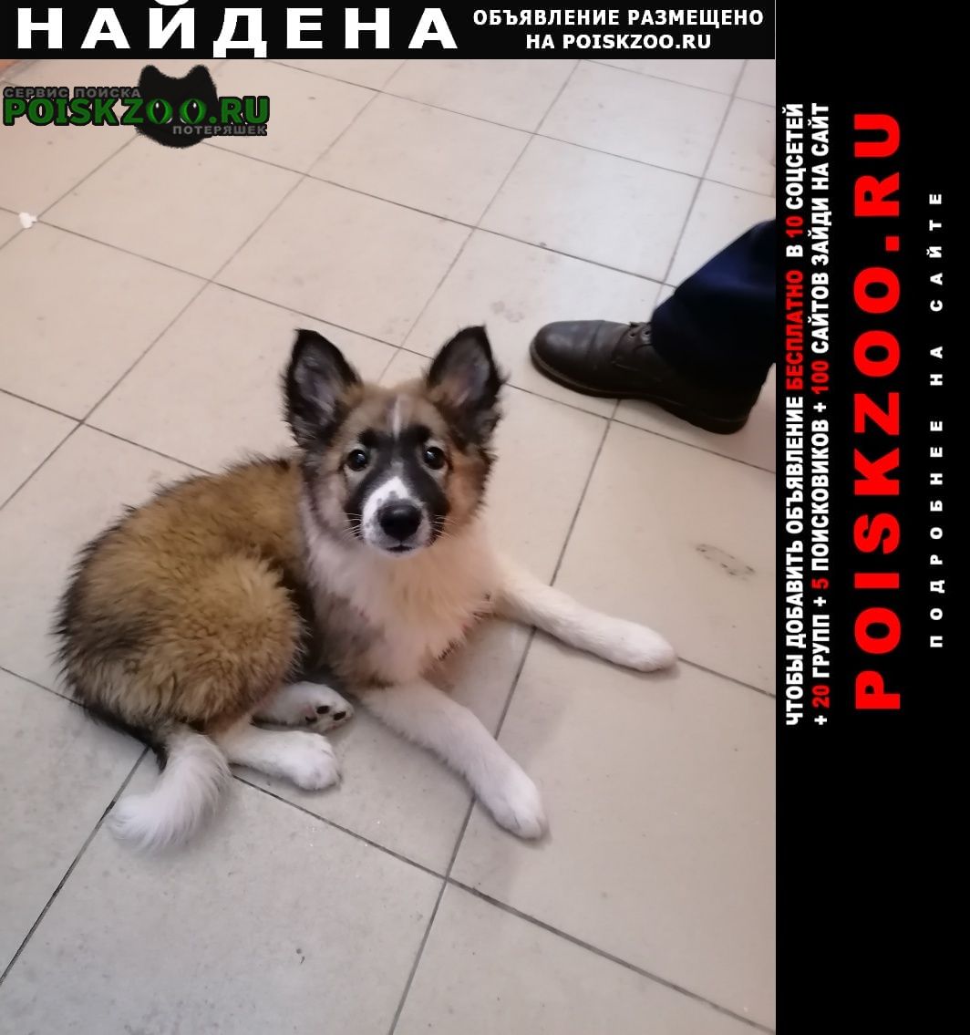 Найдена собака щенок, девочка Иркутск