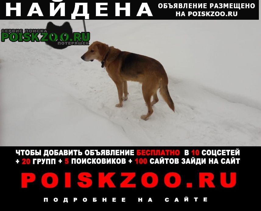 Благовещенск (Башкирия) Найдена собака кобель благовещенский район (д. укман)