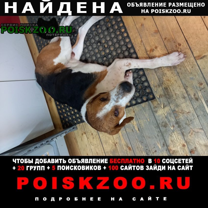 Найдена собака кобель Дмитров