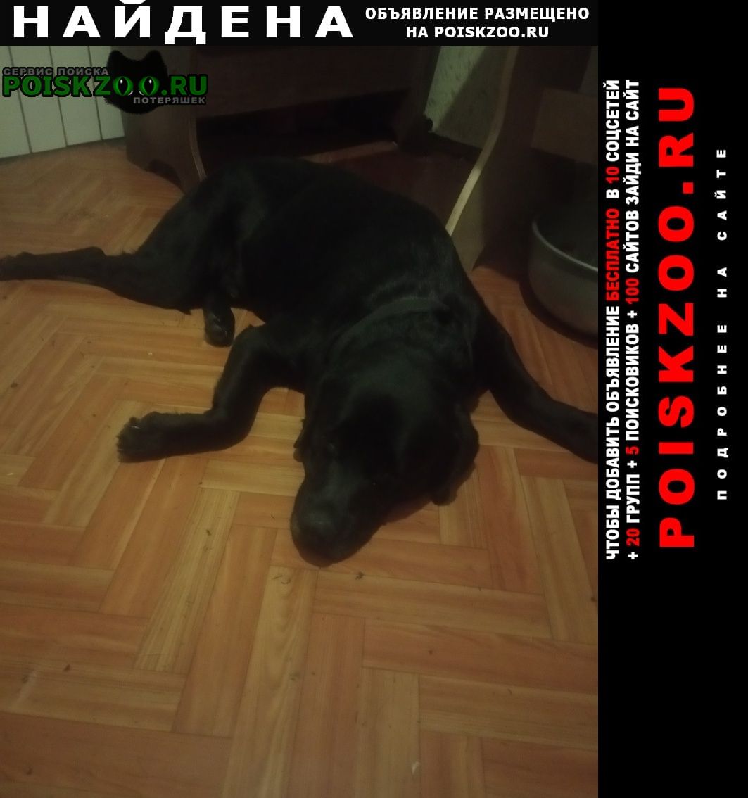 Найдена собака кобель лабрадор Рязань