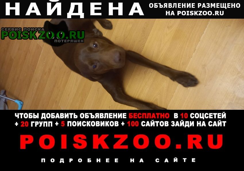 Ростов-на-Дону Найдена собака номер телефона.