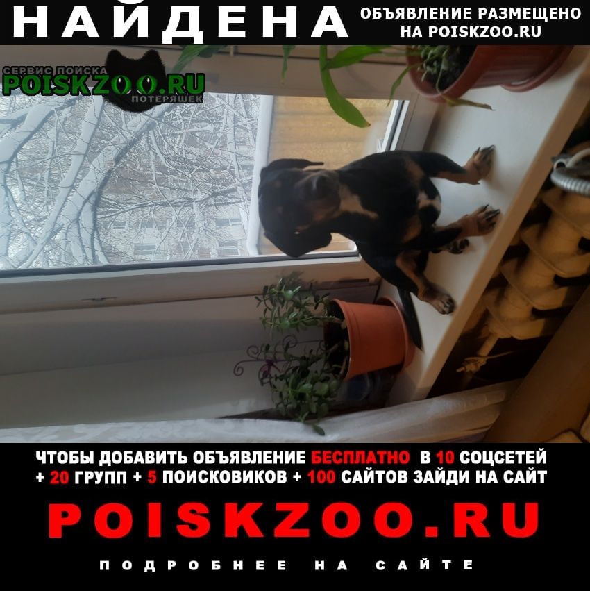 Москва Найдена собака кобель 1-1.2 м такса