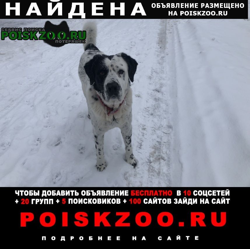 Найдена собака кобель Фирсановка