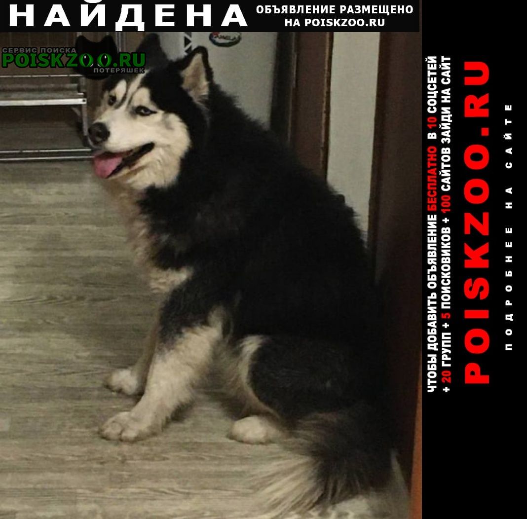 Челябинск Найдена собака кобель предположительно маламут. мальчик