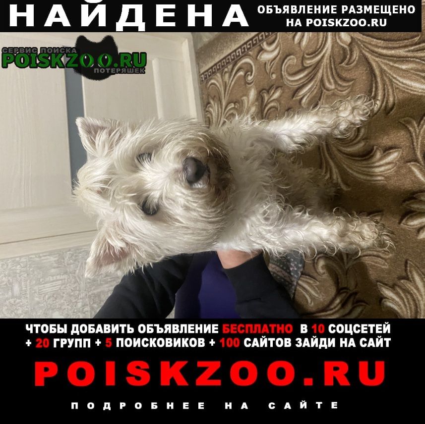 Брест Брестская обл. Найдена собака, белого окраса