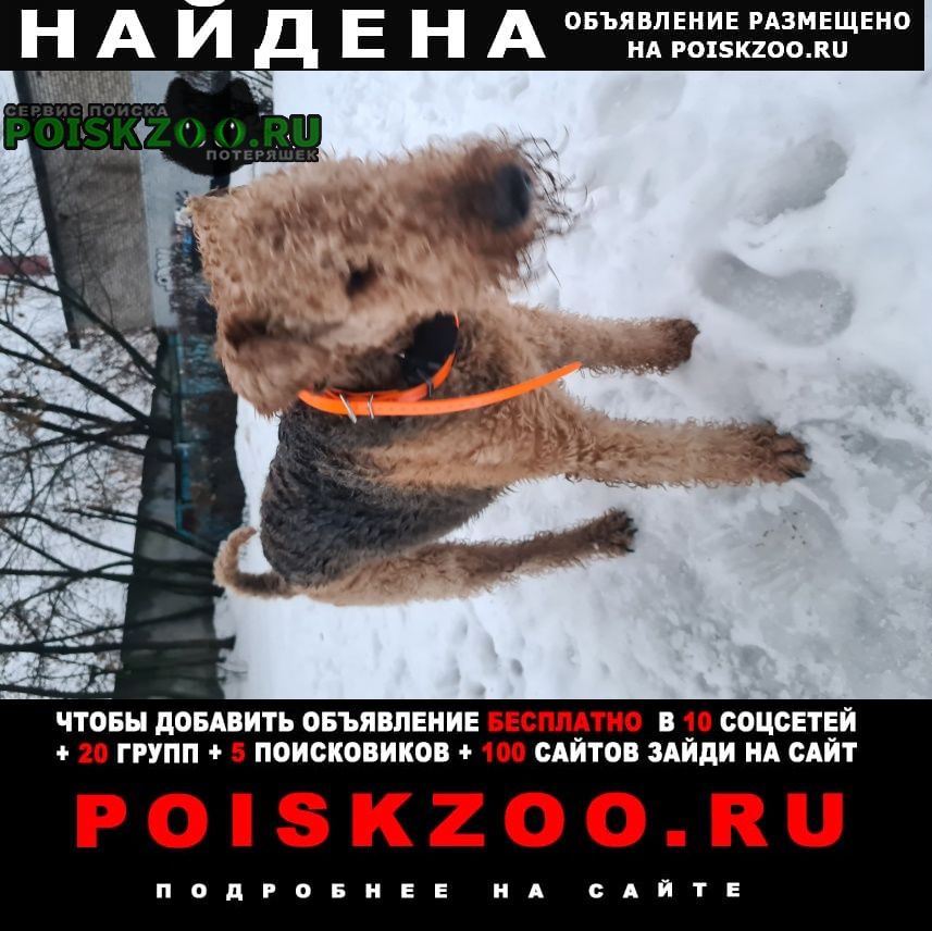 Найдена собака кобель эрдельтерьер Подольск
