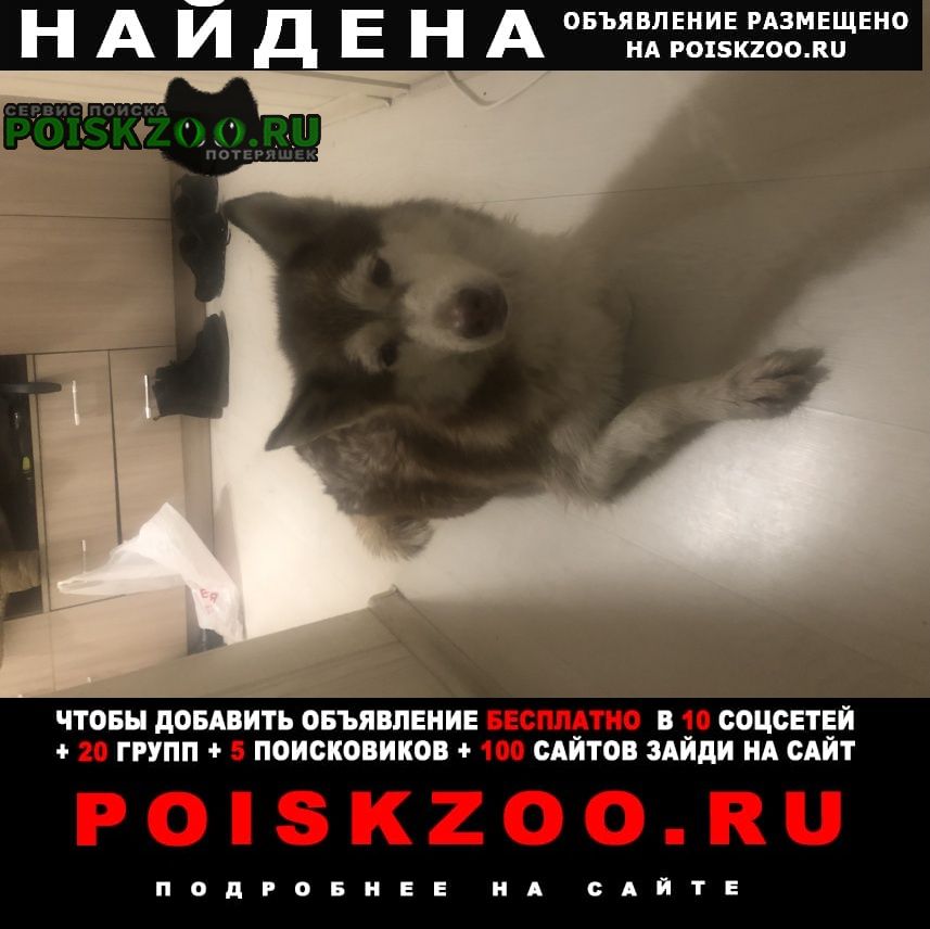 Найдена собака маламут Москва