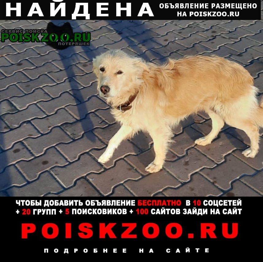 Хабаровск Найдена собака ищет хозяев.