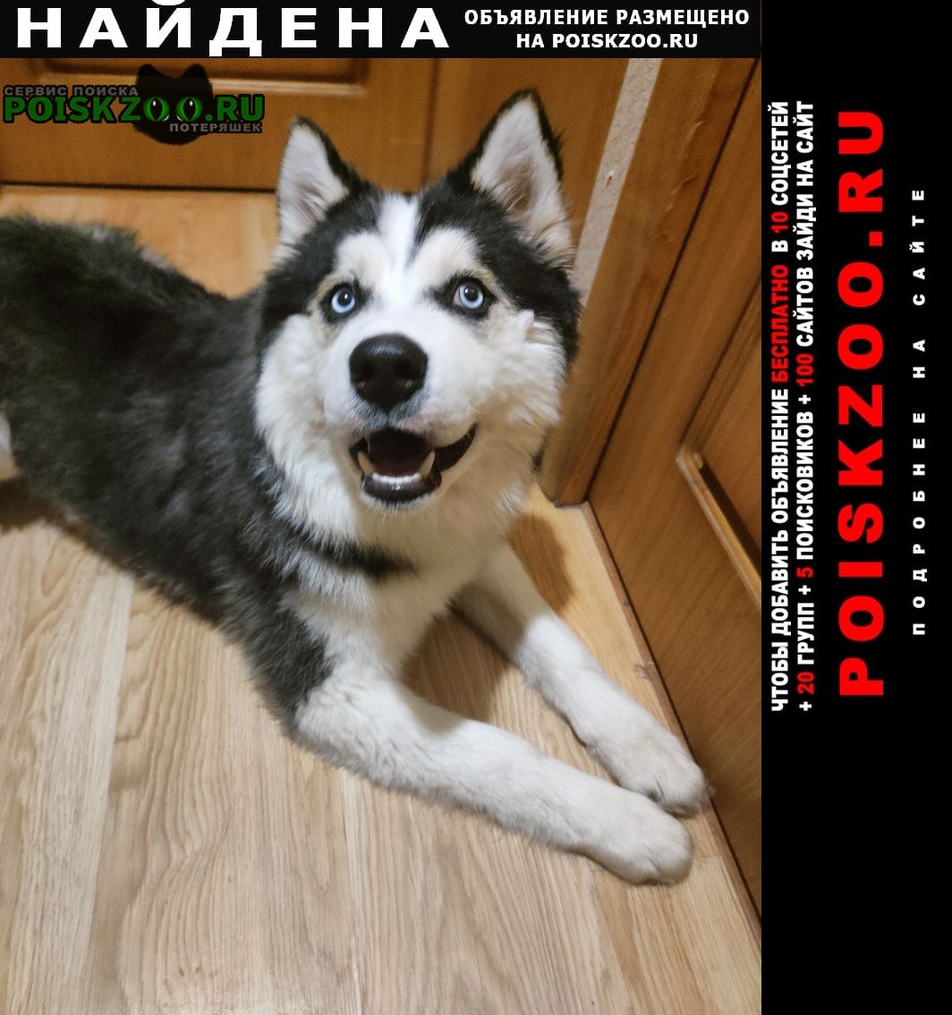 Найдена собака кобель хаски маламут кобель Москва