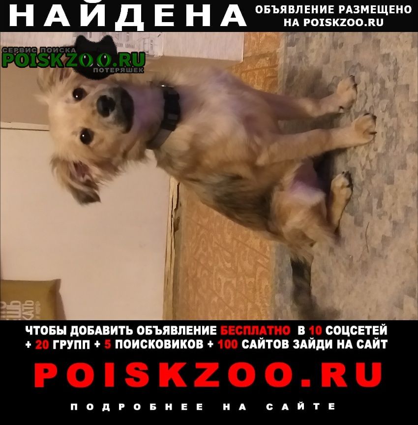 Найдена собака кобель Ковров
