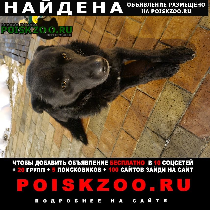 Найдена собака кобель черный кобель Москва