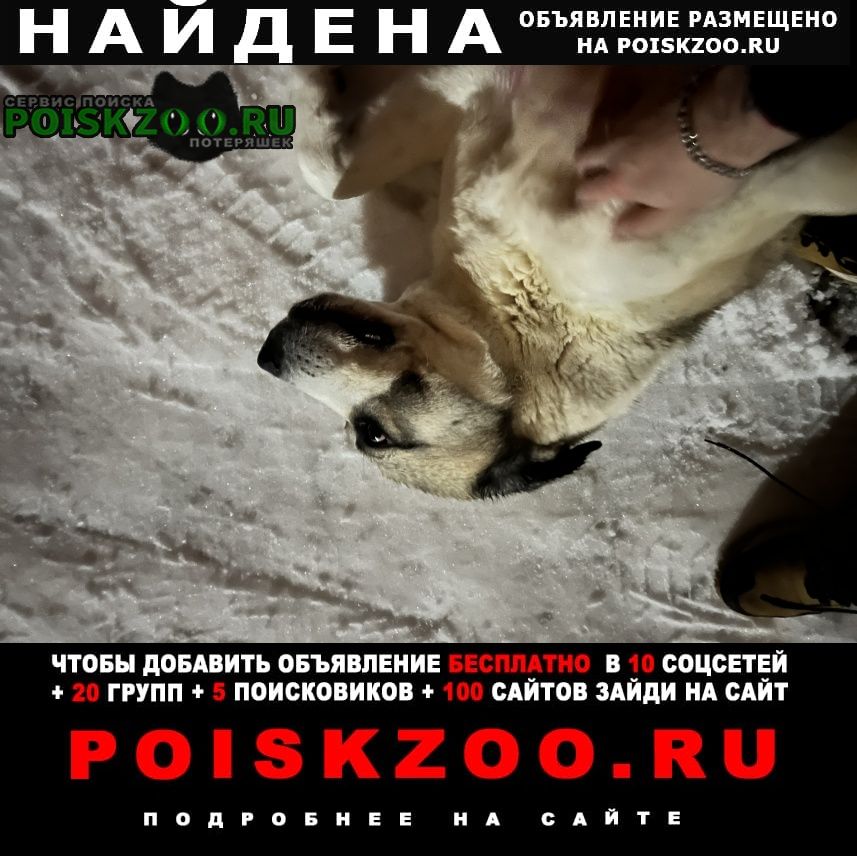 Найдена собака кобель молодой кобель алабай Нарофоминск