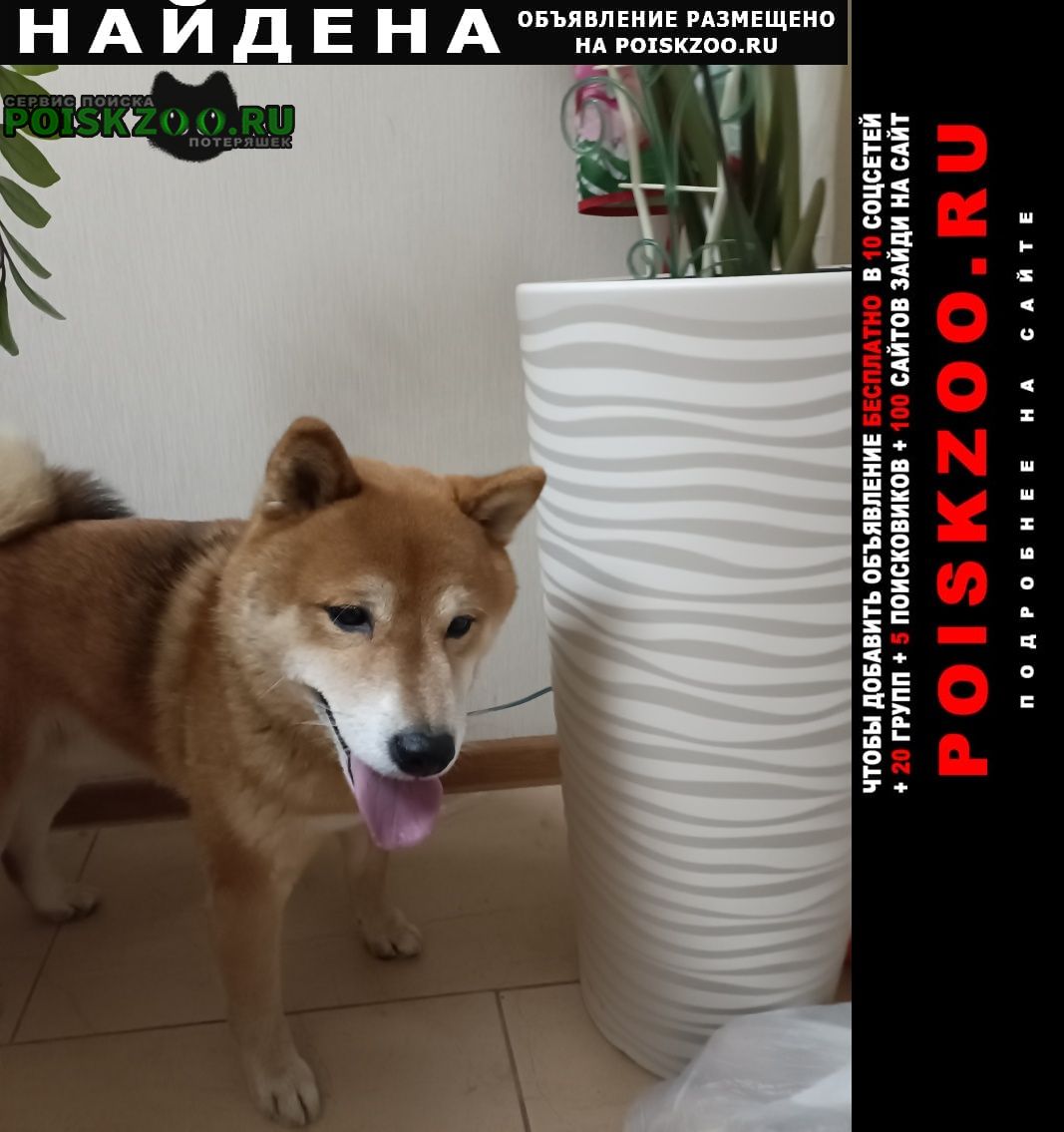 Найдена собака кобель сиба-ину Москва