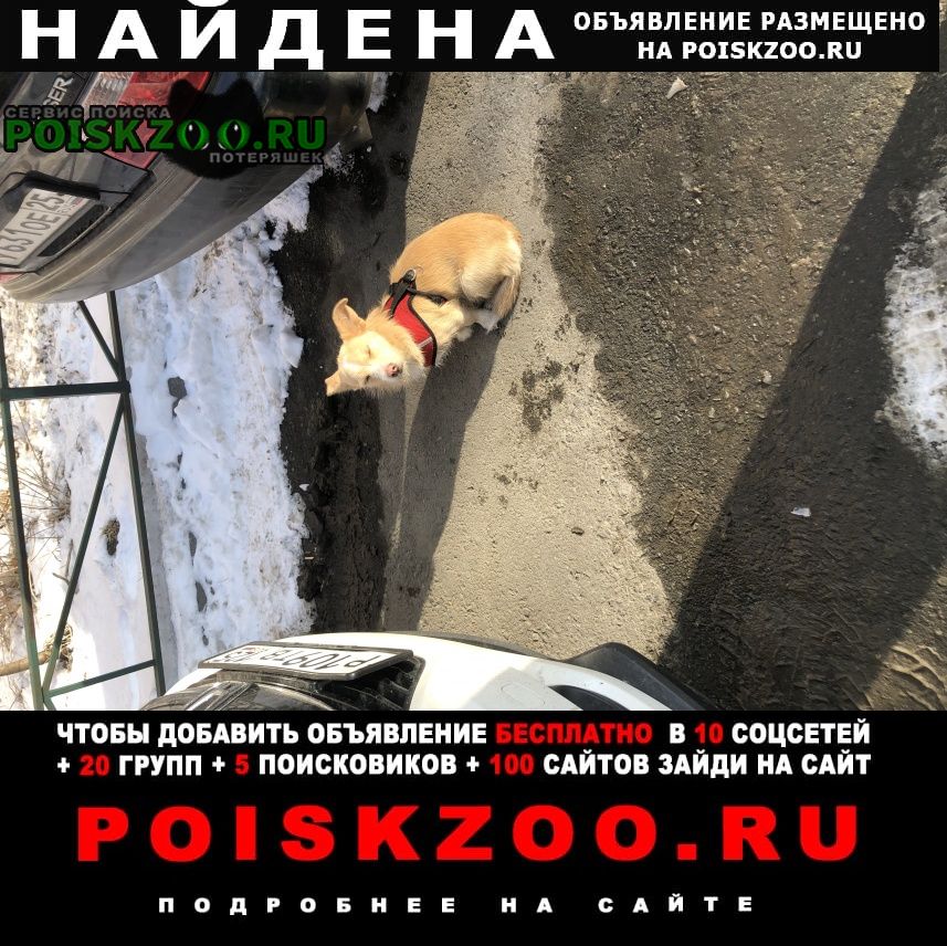 Найдена собака Владивосток