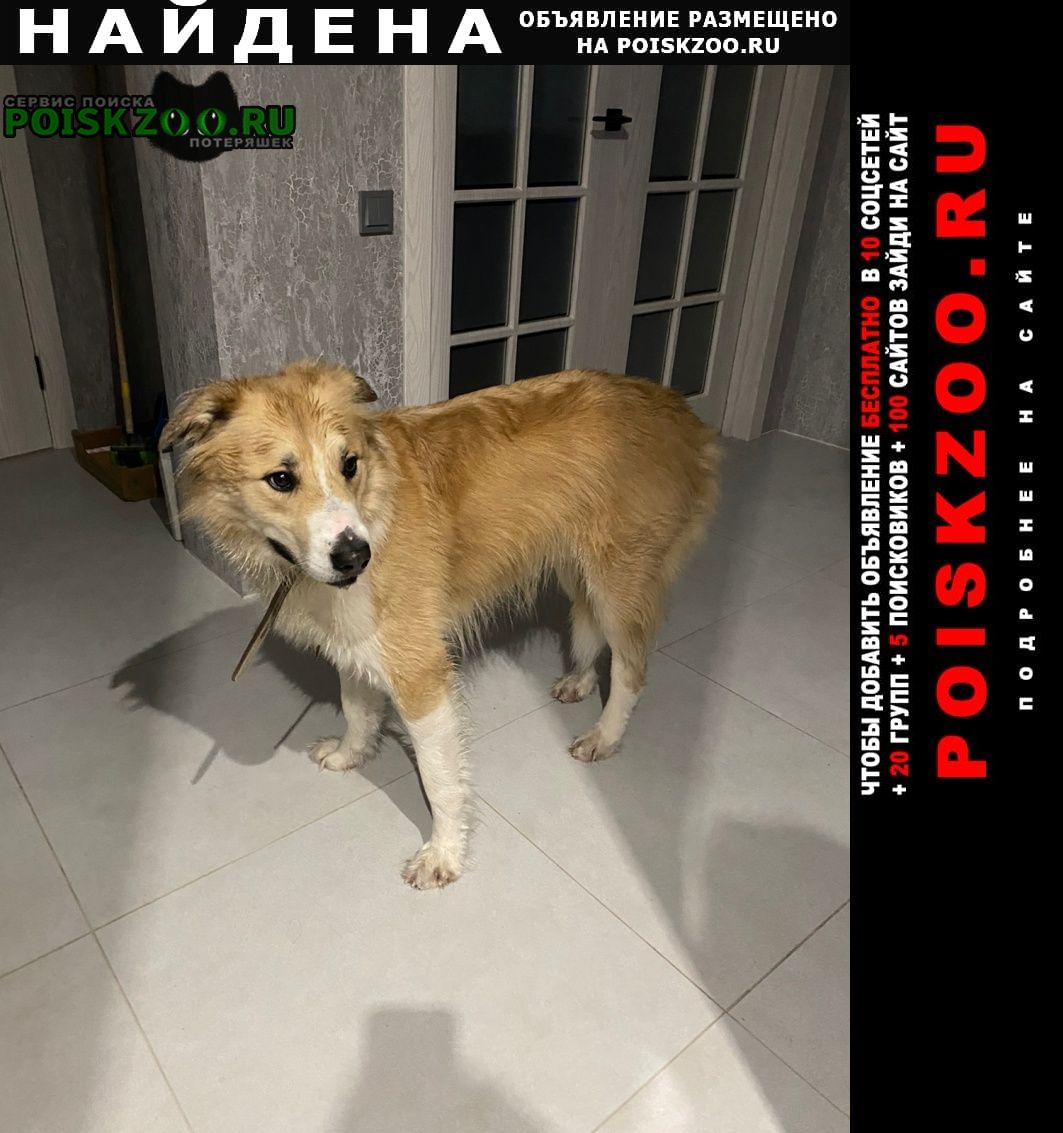 Найдена собака кобель п.первомайкое. Москва