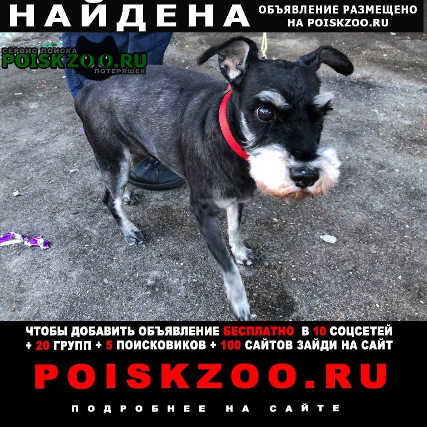 Москва Найдена собака породы цвергшнауцер, район теплый стан
