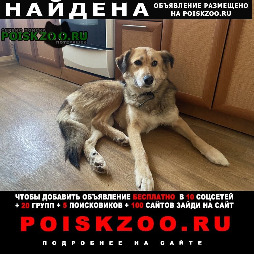 Найдена собака Казань