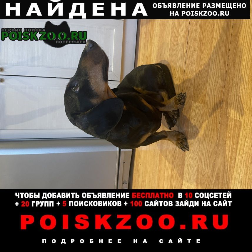 Найдена собака кобель Витебск