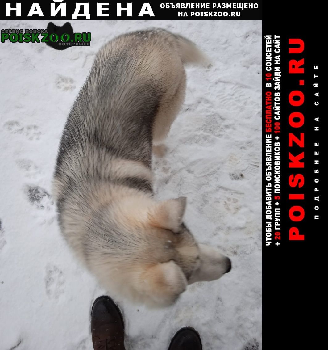 Ногинск Найдена собака ул краснослободская возле больни