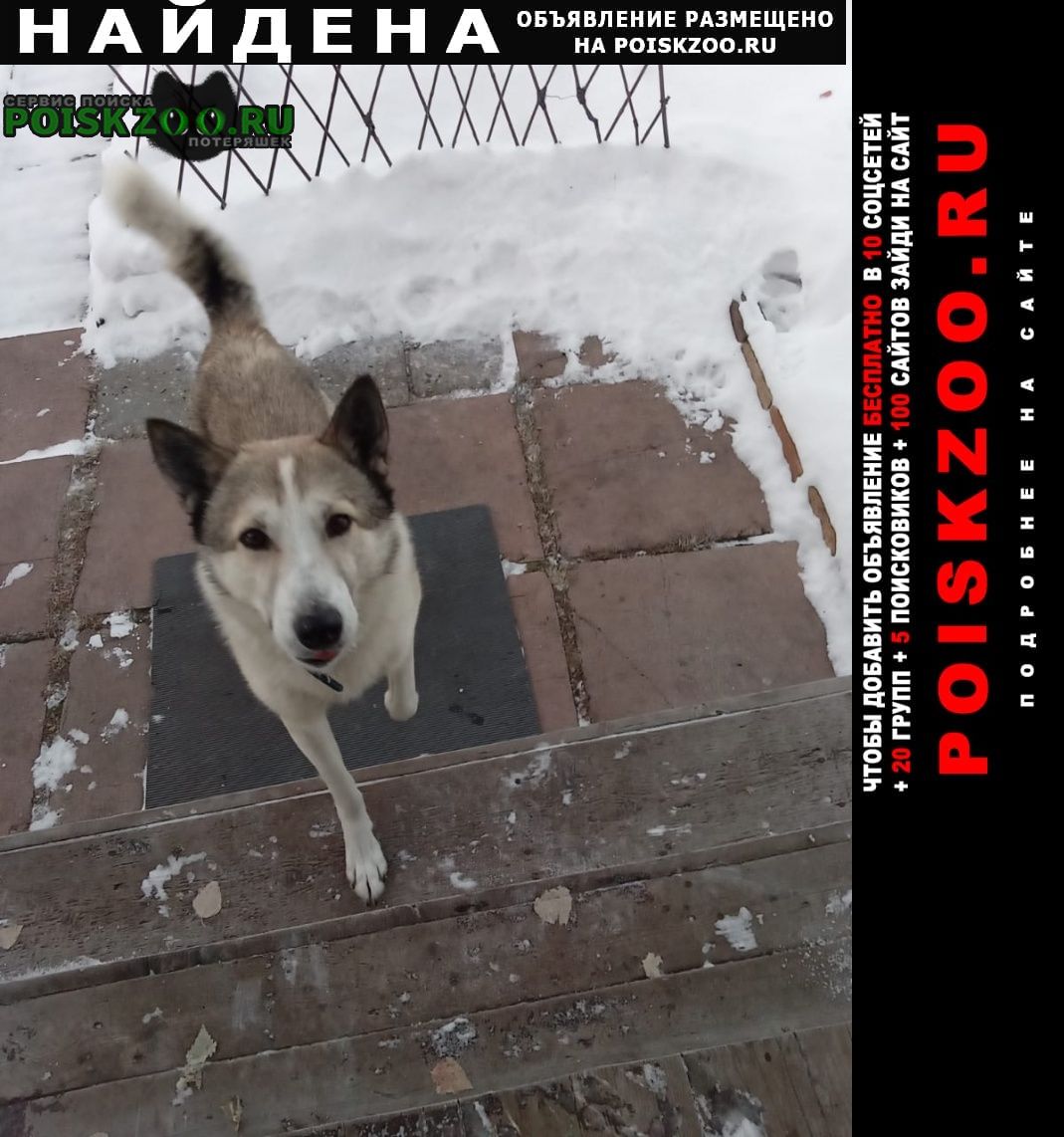 Найдена собака кобель помесь хаски и лайки Екатеринбург