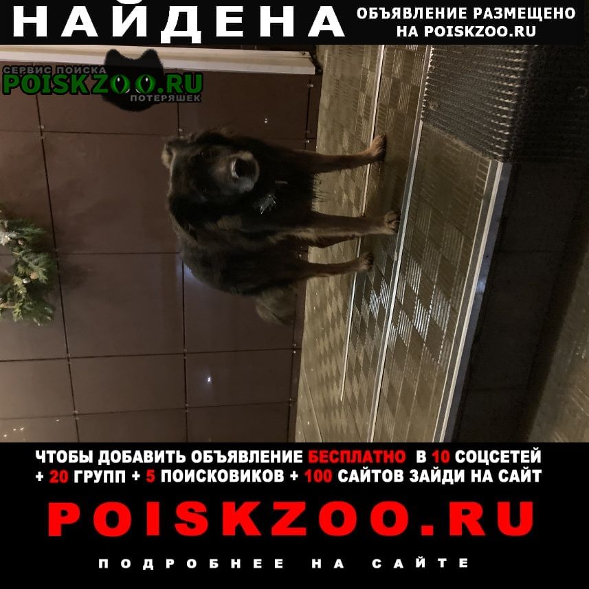 Найдена собака в протвино Протвино (Московская обл.)