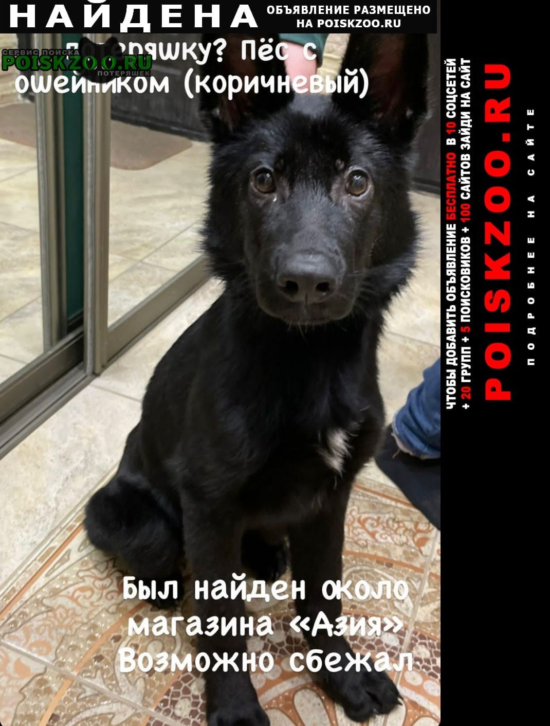 Новоалтайск Найдена собака