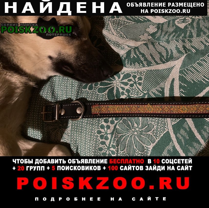 Найдена собака кобель рассудово, яковлевское, кузнецово, селя Нарофоминск
