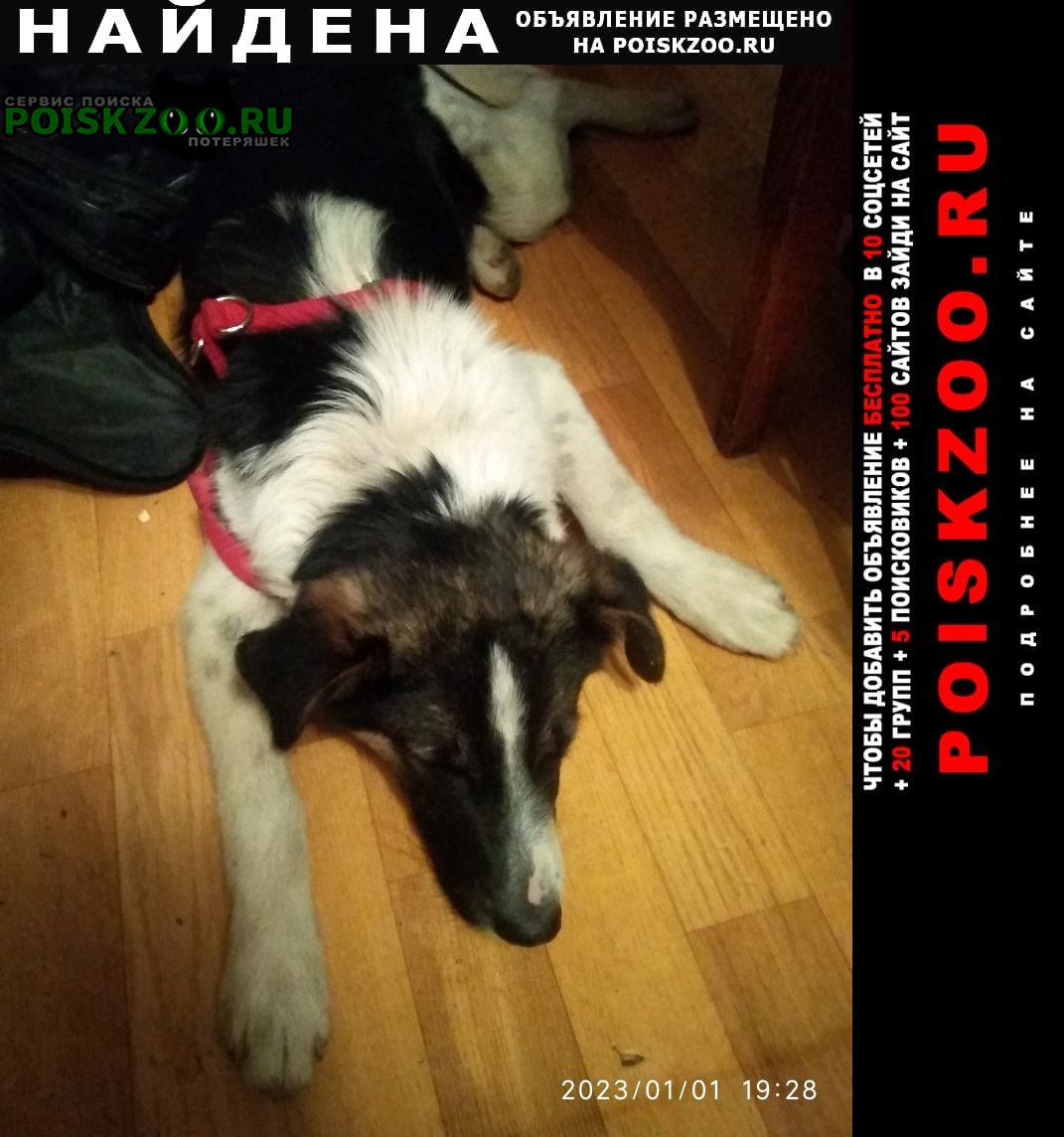 Найдена собака кобель щенок хочет домой Симферополь