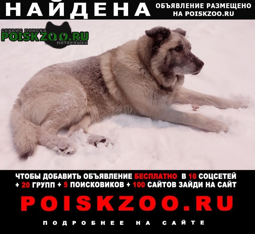 Санкт-Петербург Найдена собака кобель