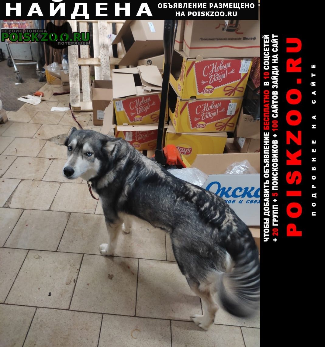 Найдена собака ищет хозяев Москва