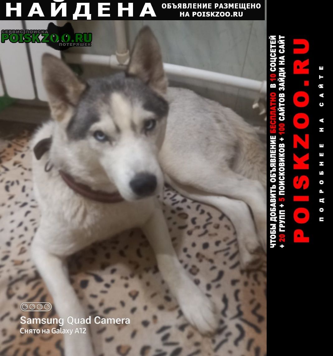 Найдена собака Волгоград