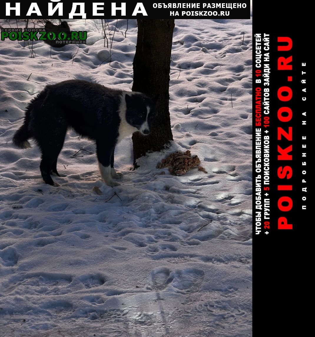 Найдена собака черно-белая, без ошейника Звенигород