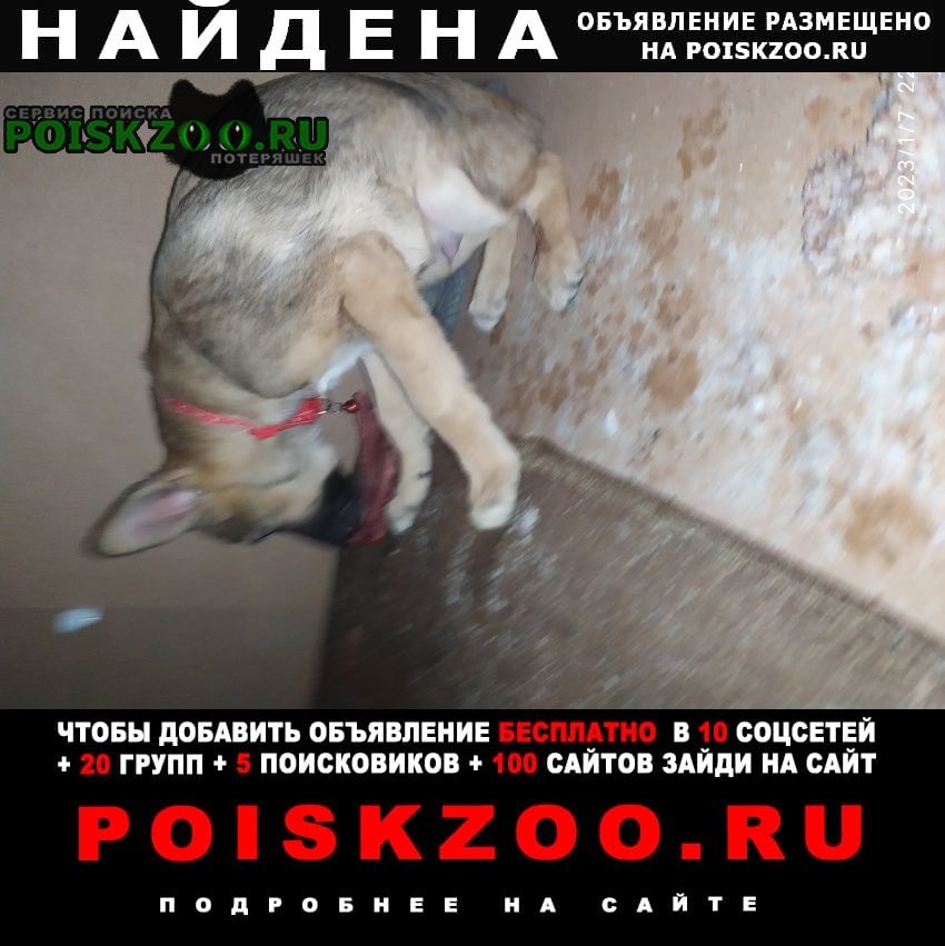 Найдена собака кобель щенок пер.медицинский Красноярск