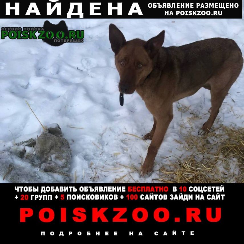 Екатеринбург Найдена собака кобель замечен рыжий кобель у садов на уктусе в
